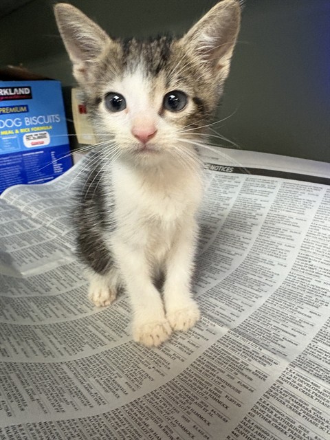 Shelter Stray Male Cat last seen Near BLOCK JACKSON RD, 2020 Forest St, Jacksonville, FL 32204, USA