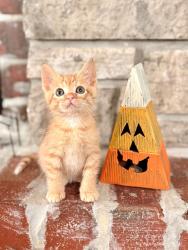 Shelter Stray Male Cat last seen WENTZVILLE, 4850 Mid Rivers Mall Dr, St Peters, MO 63376, USA