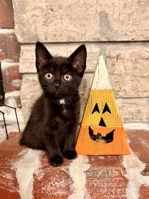 Shelter Stray Female Cat last seen WENTZVILLE, 4850 Mid Rivers Mall Dr, St Peters, MO 63376, USA