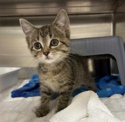 Shelter Stray Female Cat last seen Near BLOCK UNIVERSITY AVE SE, MINNEAPOLIS MN 55414, 212 17th Ave N, Minneapolis, MN 55411, USA