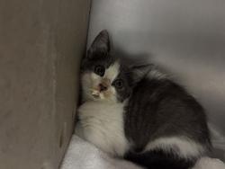 Shelter Stray Male Cat last seen , 600 Aviation Dr, Camarillo, CA 93010, USA