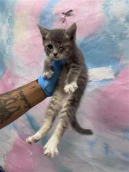 Shelter Stray Male Cat last seen VYTINA DR / SHASTA LILY DR, 9150 Union Park Way, Elk Grove, CA 95624, USA