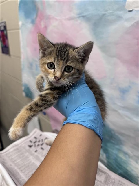 Shelter Stray Female Cat last seen VYTINA DR / SHASTA LILY DR, 9150 Union Park Way, Elk Grove, CA 95624, USA