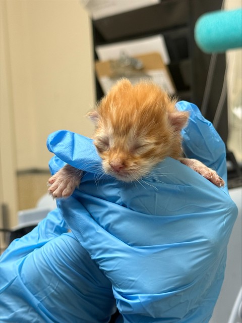 Shelter Stray Male Cat last seen Near BLOCK SMITH AVE, JURUPA VALLEY CA 91752, 6851 Van Buren Boulevard, Jurupa Valley, CA 92509, USA
