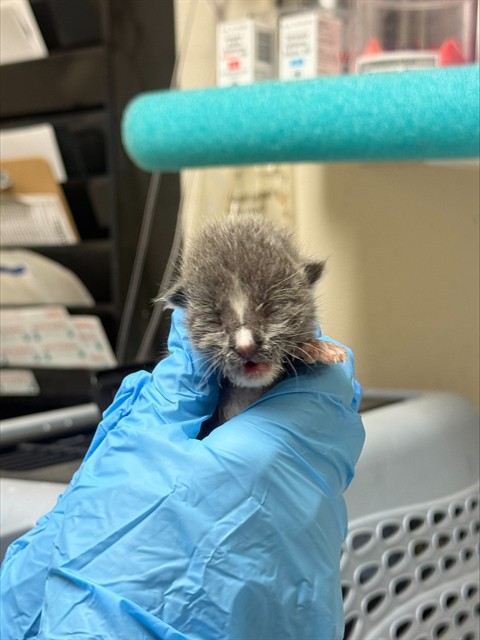 Shelter Stray Male Cat last seen Near BLOCK SMITH AVE, JURUPA VALLEY CA 91752, 6851 Van Buren Boulevard, Jurupa Valley, CA 92509, USA