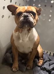 Shelter Stray Male Dog last seen , 4275 Elton St, Baldwin Park, CA 91706, USA