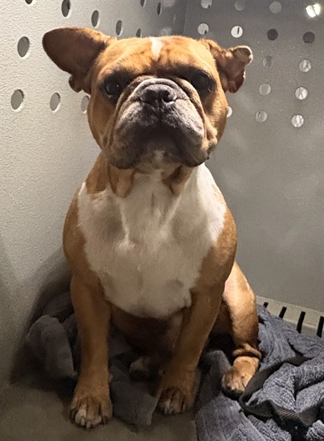 Shelter Stray Male Dog last seen , 4275 Elton St, Baldwin Park, CA 91706, USA