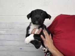 Shelter Stray Female Dog last seen SAN CARLOS X ADAMS, 333 Chandler Pl, San Bernardino, CA 92408, USA