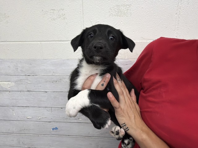 Shelter Stray Female Dog last seen SAN CARLOS X ADAMS, 333 Chandler Pl, San Bernardino, CA 92408, USA