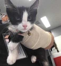 Shelter Stray Male Cat last seen Near BLOCK VIA ROMA, INDIO CA 92201, 72050 Pet Land Pl, Thousand Palms, CA 92276, USA