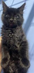 Shelter Stray Female Cat last seen RECHE CANYON RD & SHADID DR, COLTON, CA, 92324, USA, 333 Chandler Pl, San Bernardino, CA 92408, USA