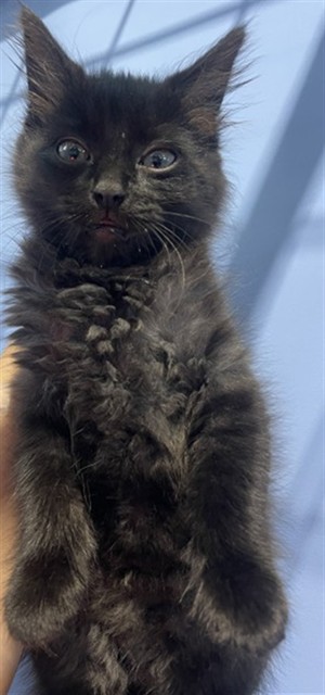 Shelter Stray Female Cat last seen RECHE CANYON RD & SHADID DR, COLTON, CA, 92324, USA, 333 Chandler Pl, San Bernardino, CA 92408, USA