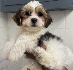 Shelter Stray Male Dog last seen , 333 Chandler Pl, San Bernardino, CA 92408, USA