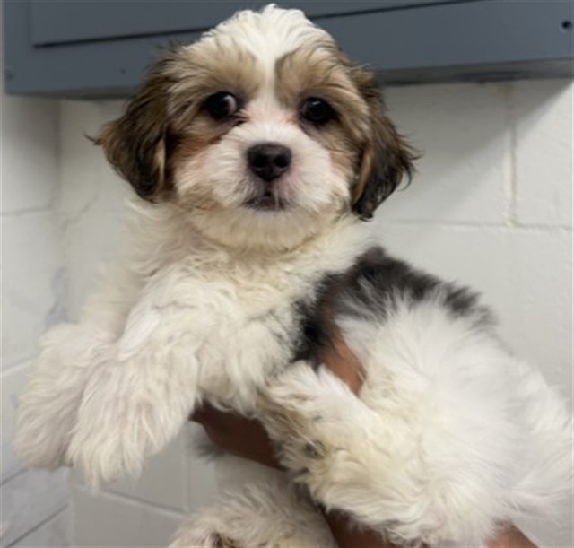 Shelter Stray Male Dog last seen , 333 Chandler Pl, San Bernardino, CA 92408, USA