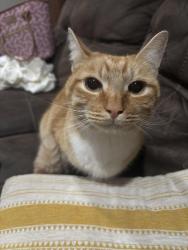 Found/Stray Unknown Cat last seen Green River Community College, Lea Hill Village Neighborhood, Auburn, WA 98001