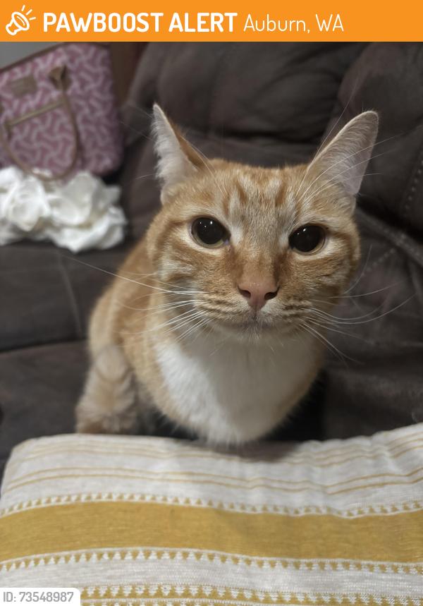 Found/Stray Unknown Cat last seen Green River Community College, Lea Hill Village Neighborhood, Auburn, WA 98001