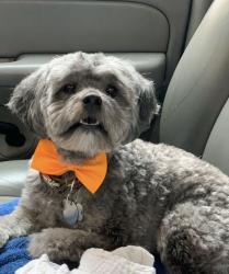 Lost Male Dog last seen Gessner/candle green, Houston, TX 77071