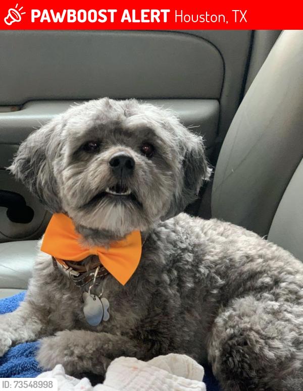 Lost Male Dog last seen Gessner/candle green, Houston, TX 77071