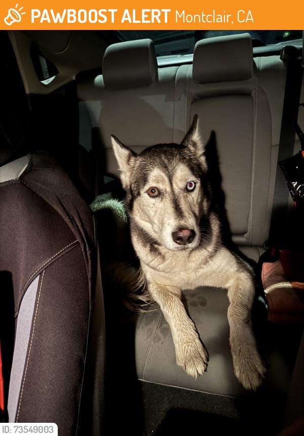 Found/Stray Male Dog last seen Tasty Goody Express, Montclair, CA 91763