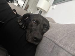 Lost Male Dog last seen Brian and Tina drive, Grand Prairie, TX 75052