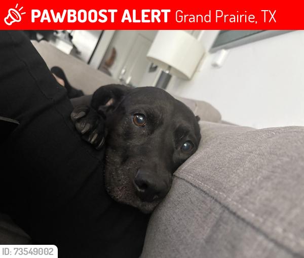 Lost Male Dog last seen Brian and Tina drive, Grand Prairie, TX 75052