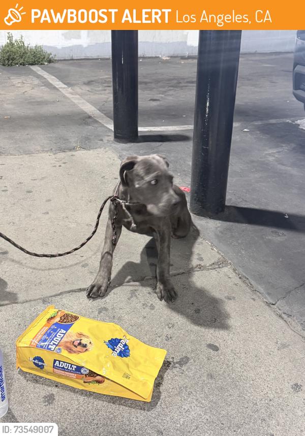 Found/Stray Male Dog last seen Imperial and broadway, Los Angeles, CA 90061
