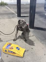 Found/Stray Male Dog last seen Imperial and broadway, Los Angeles, CA 90061