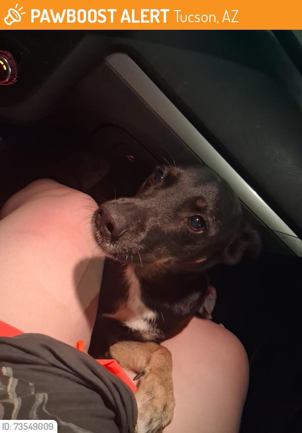 Found/Stray Female Dog last seen Pantano and stella, Tucson, AZ 85730