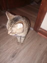 Reunited Female Cat last seen 4th Avenue, Gary, IN 46404