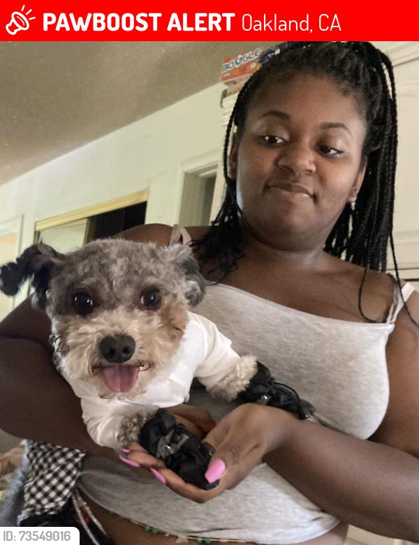 Lost Male Dog last seen Morcom Ave, Oakland, CA 94619