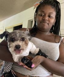 Lost Male Dog last seen Morcom Ave, Oakland, CA 94619