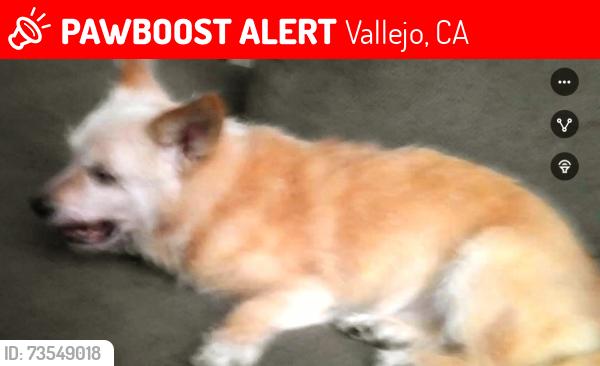Lost Male Dog last seen Brunswick, Vallejo, CA 94591