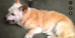 Lost Male Dog last seen Brunswick, Vallejo, CA 94591