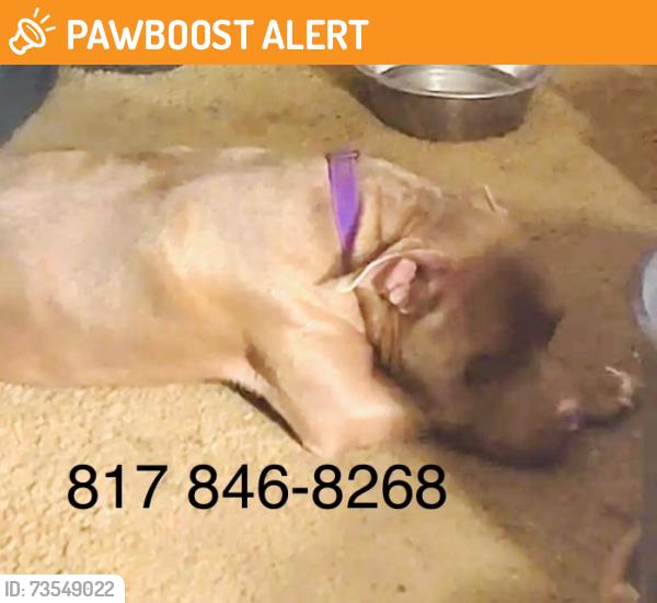 Found/Stray Unknown Dog last seen Baker Blv at Vance Rd, North Richland Hills, TX 76180