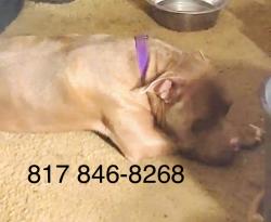 Found/Stray Unknown Dog last seen Baker Blv at Vance Rd, North Richland Hills, TX 76180