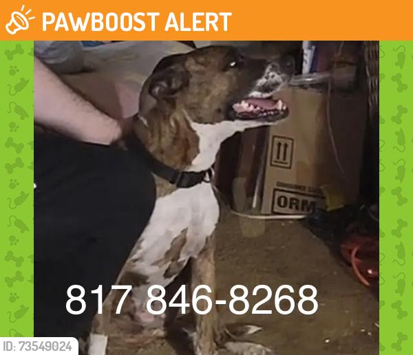 Found/Stray Unknown Dog last seen Baker Blv near Vance Rd, North Richland Hills, TX 76180