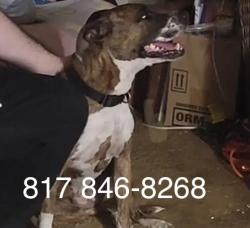 Found/Stray Unknown Dog last seen Baker Blv near Vance Rd, North Richland Hills, TX 76180