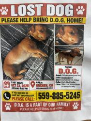 Reunited Male Dog last seen Near Rd 72, Visalia, CA 93291, USA, Visalia, CA 93291