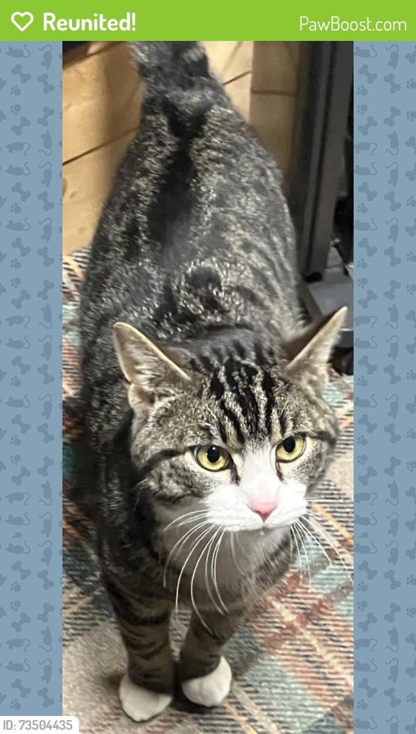 Reunited Male Cat last seen Field behind the hse, Blaine, WA 98230