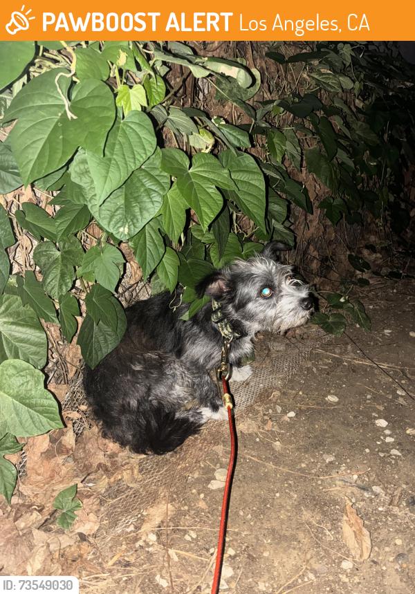 Found/Stray Male Dog last seen vista Hermosa park, Los Angeles, CA 90026