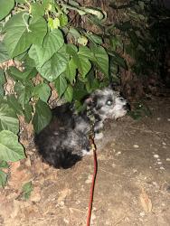 Found/Stray Male Dog last seen vista Hermosa park, Los Angeles, CA 90026