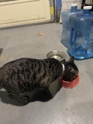 Reunited Female Cat last seen Near San Hugo Way, Buena Park, CA 90620