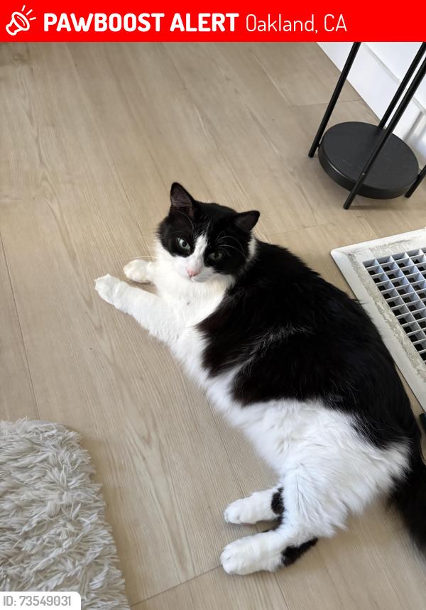 Lost Female Cat last seen Fruitvale and E 27th St., Oakland, CA 94601