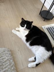 Lost Female Cat last seen Fruitvale and E 27th St., Oakland, CA 94601