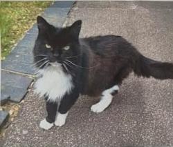 Lost Female Cat last seen Wimbledon Park Road, Greater London, England 