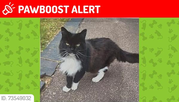 Lost Female Cat last seen Wimbledon Park Road, Greater London, England 