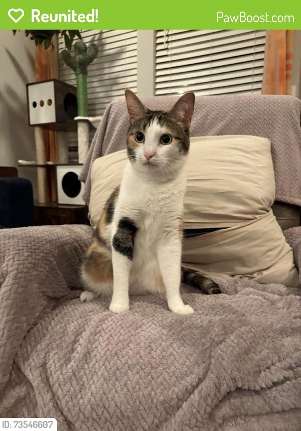 Reunited Female Cat last seen Crystal Falls Prkwy and Ronald Regan Blvd, Leander, TX 78641