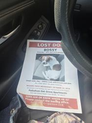 Lost Male Dog last seen Oakgrove st, Fort Worth, TX 76115