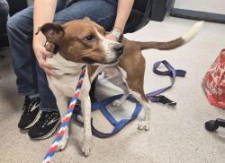 Shelter Stray Male Dog last seen University Avenue, BRONX, NY, 10468, 326 E 110th St, New York, NY 10029, USA