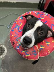 Shelter Stray Male Dog last seen Near Ryer Avenue, BRONX, NY, 10457, 326 E 110th St, New York, NY 10029, USA